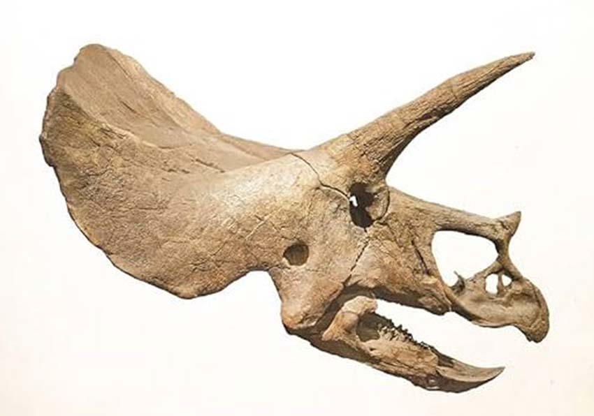 event image:Photo of a bone